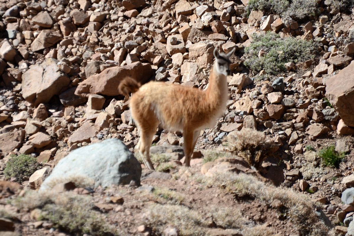 07 Wild Guanaco In The Relinchos Valley Between Casa de Piedra And Plaza Argentina Base Camp